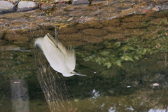 池のほとりにて