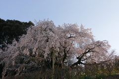 暮れ始めた枝垂れ桜