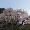 暮れ始めた枝垂れ桜