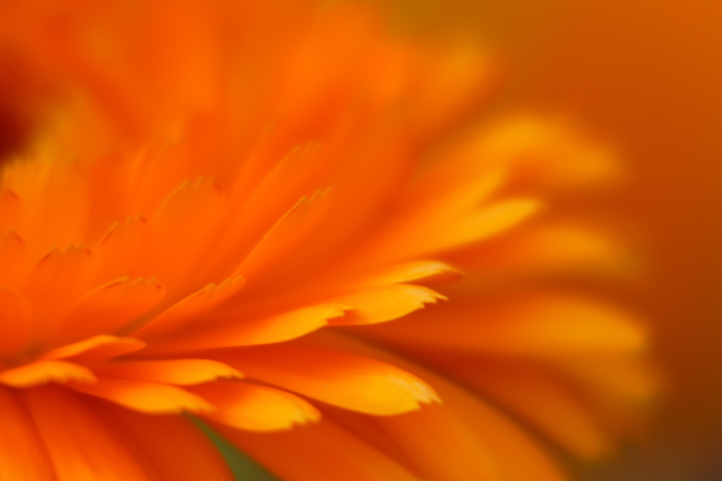 オレンジの花色