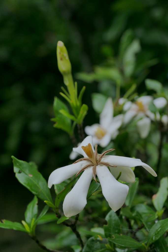くちなしの白い花 By Torijee Id 6883483 写真共有サイト Photohito