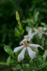 くちなしの白い花