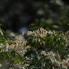 森のアセビ 花ざかり
