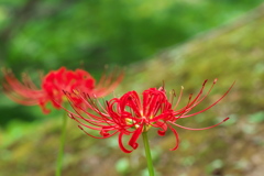 彼岸花