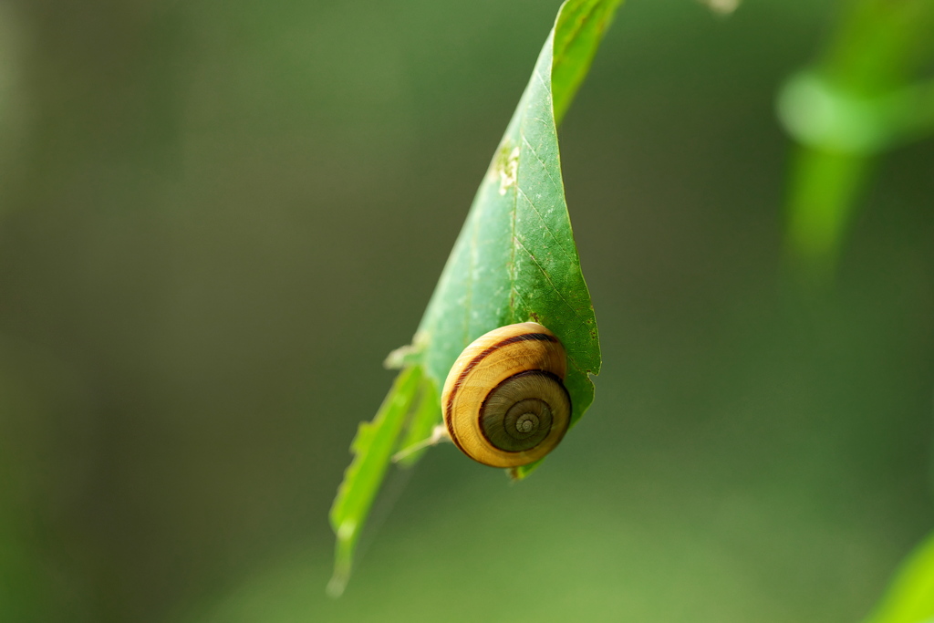 秋の？カタツムリ