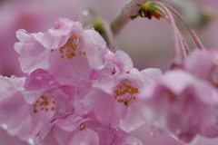 小雨の八重紅枝垂