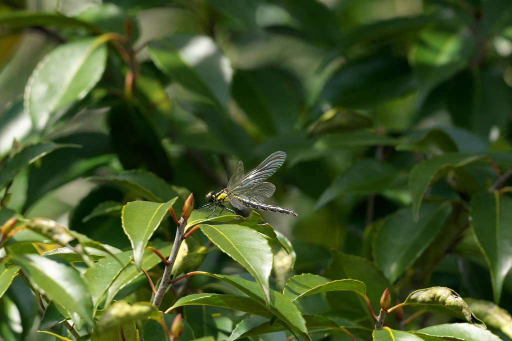 風にキラリ舞う翅