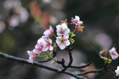 秋の山桜