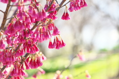 寒緋桜の散策路