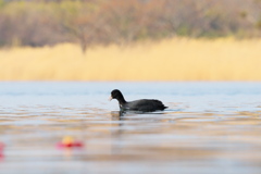 春先の水面（みなも）