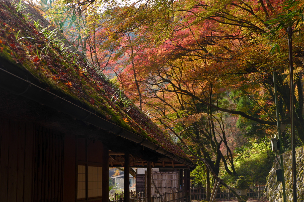 ほっとする屋根