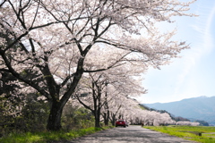 穏やか桜散歩