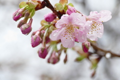 葵桜　早春の小雨（2）