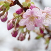 葵桜　早春の小雨（2）