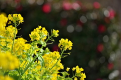 早春の菜の花