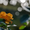 秋色の薔薇
