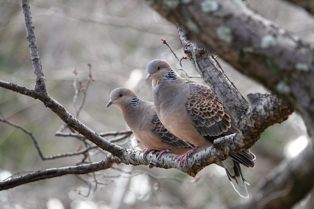 キジバト（1）　仲良さそ♡