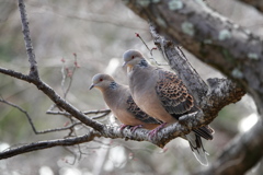 キジバト（1）　仲良さそ♡