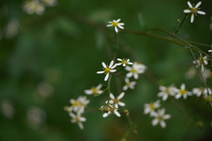 秋の小花　シラヤマギク