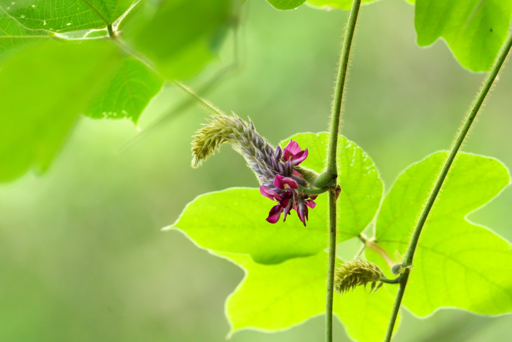 葛の花