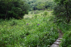 小雨の湿原