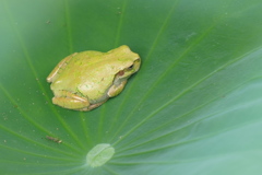 アマガエル　ぷくぷくだね　(^-^)