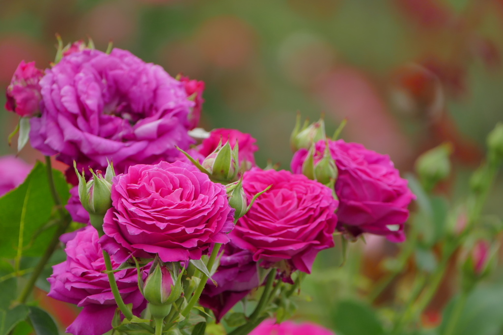 薔薇（3）