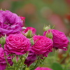 薔薇（3）