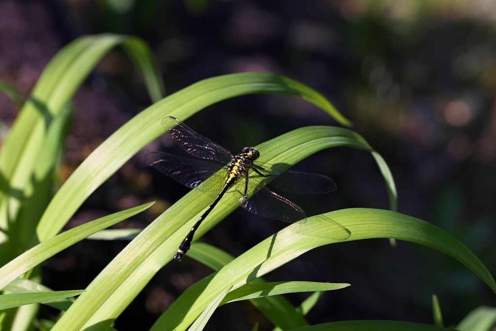 サナエトンボ