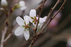 四季桜（3）