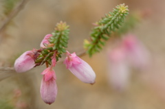 エリカ ・ブライダルヒース