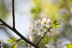 新緑の桜