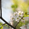 新緑の桜