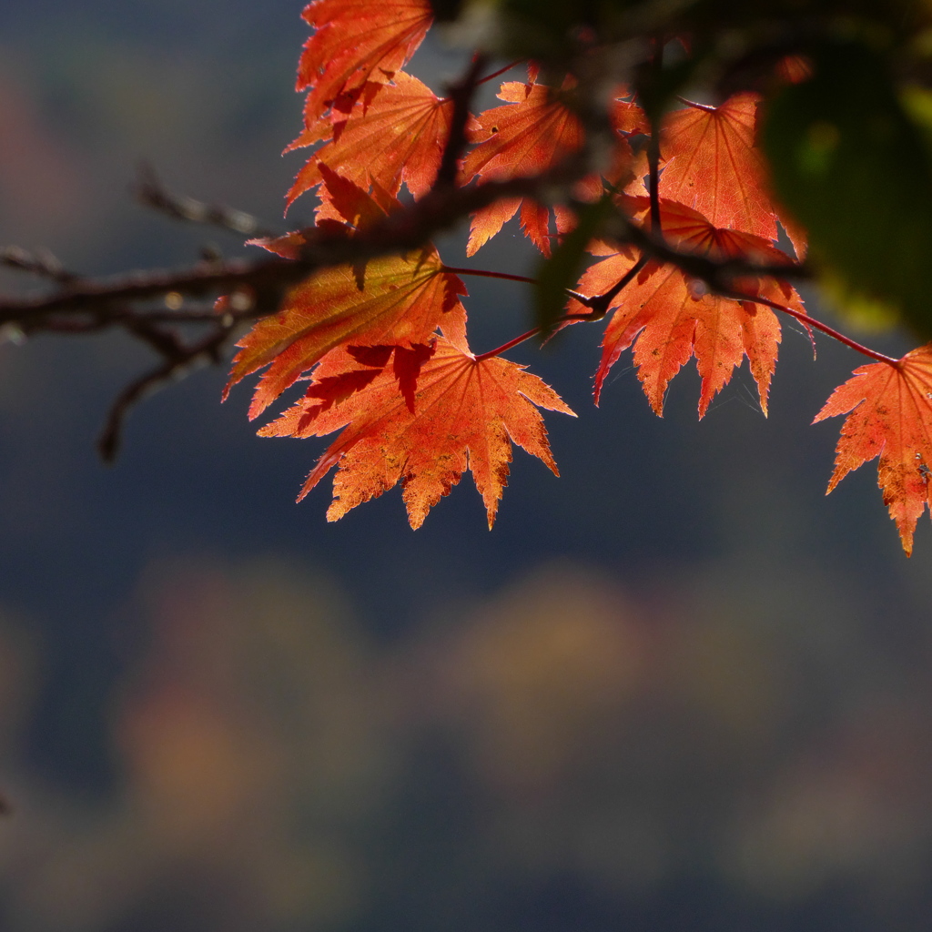 高原の紅葉（1）