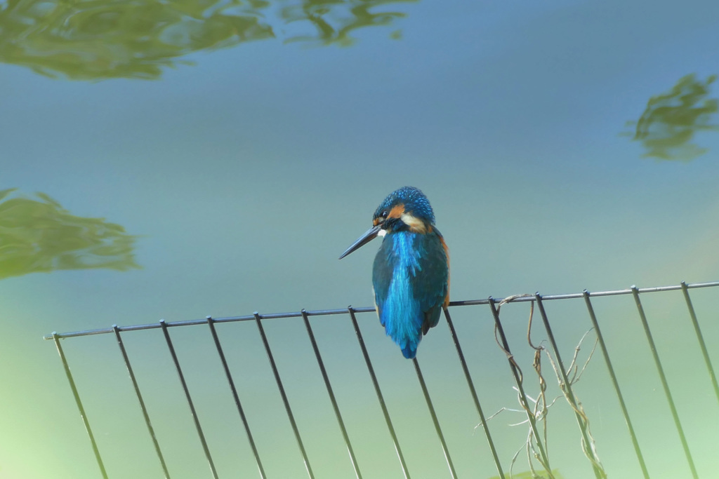 カワセミ