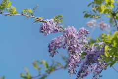 藤の花