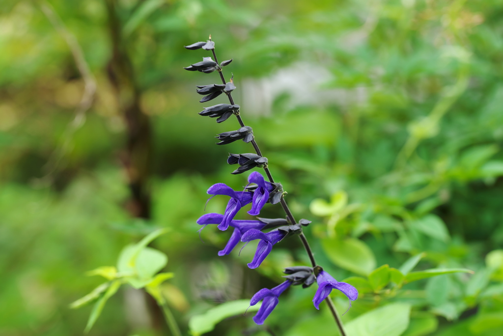 噛みつき花　（＾＾）