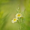 秋の野の花