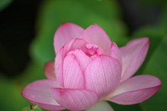 蓮花開く