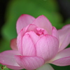 蓮花開く
