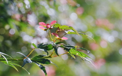 楓　初夏の朝