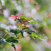 楓　初夏の朝