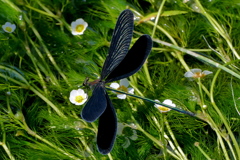 梅花藻のハグロトンボ