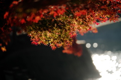 晩秋、朝の水辺