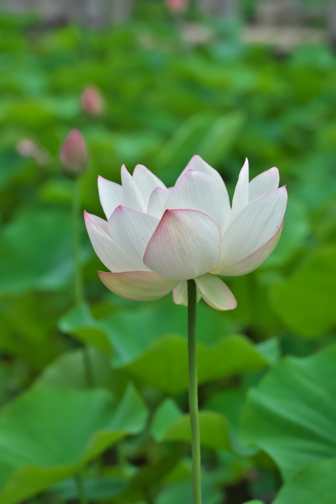 白一輪