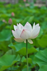 白一輪