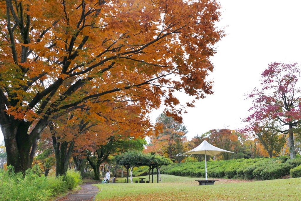 公園のお散歩