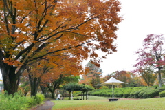 公園のお散歩