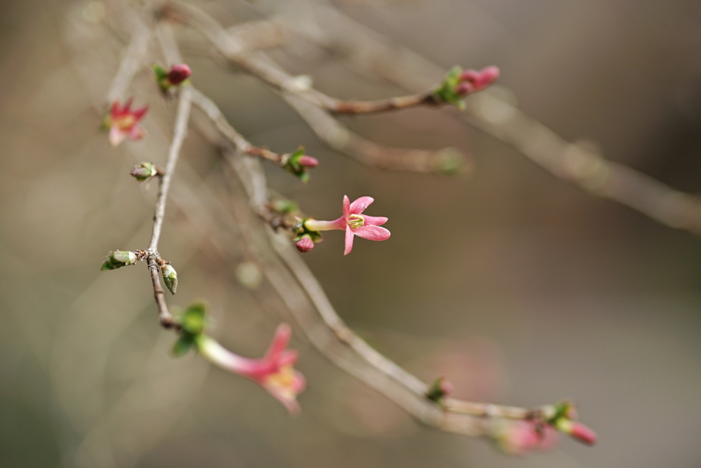 春を告げる花