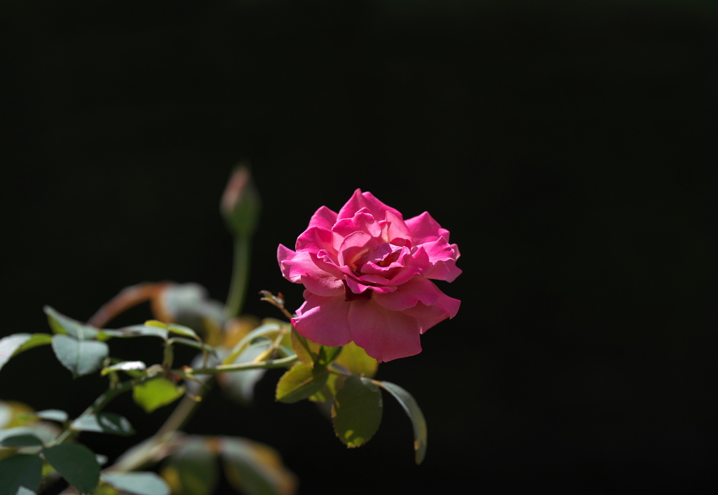 9月の薔薇